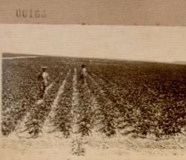 Nº 163: Campo de algodón