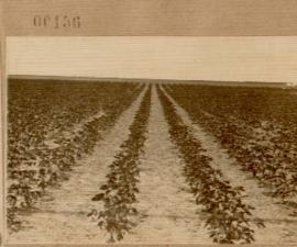 Nº 156: Campo de algodón (El Rincón)