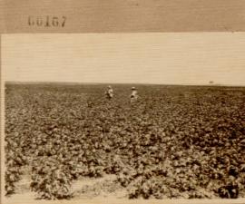 Nº 167: Campo de algodón