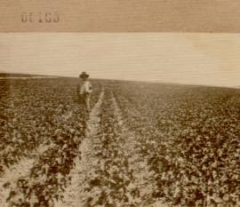 Nº 165: Campo de algodón