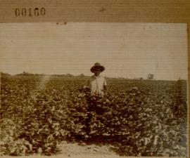 Nº 160: Campo de algodón