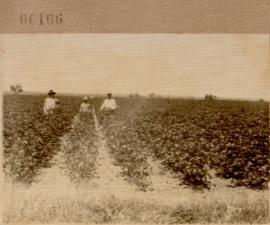 Nº 166: Campo de algodón