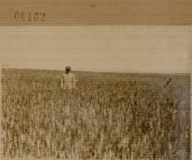 Nº 162: Campo de trigo
