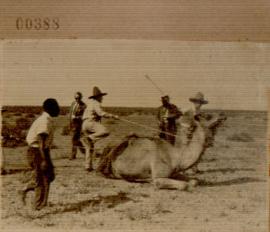Nº 388: Camellos en Isla Mayor (Las Nuevas)