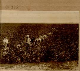Nº 278: Trabajadoras en un campo de algodón en El Rincón de los Lirios