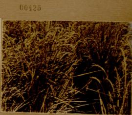 Nº 425: Cultivos marismeños (algodón, arroz...)