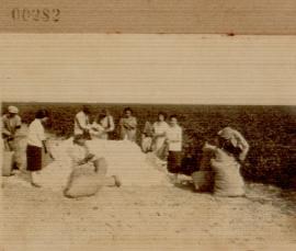 Nº 282: Recogida de algodón en El Rincón de los Lirios