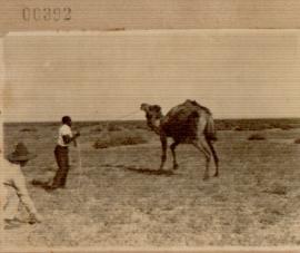 Nº 392: Camellos en Isla Mayor (Las Nuevas)