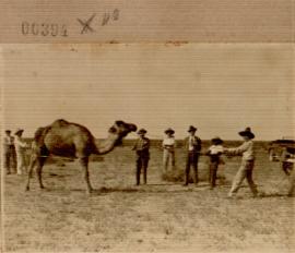 Nº 394: Camellos en Isla Mayor (Las Nuevas)